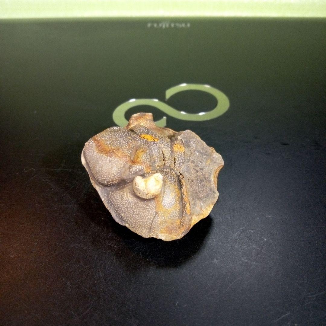 三葉虫　化石　fossil　海　ボリビア産　trilobite　ボリビア化石郡⑦