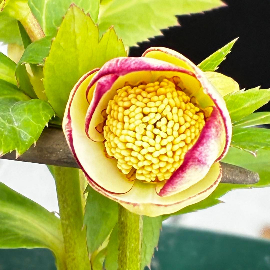 も*読様 3501☘️蕾花タグ付☘️糸ピコSD⭐️イエローフジタ⭐️小輪⭐️オー