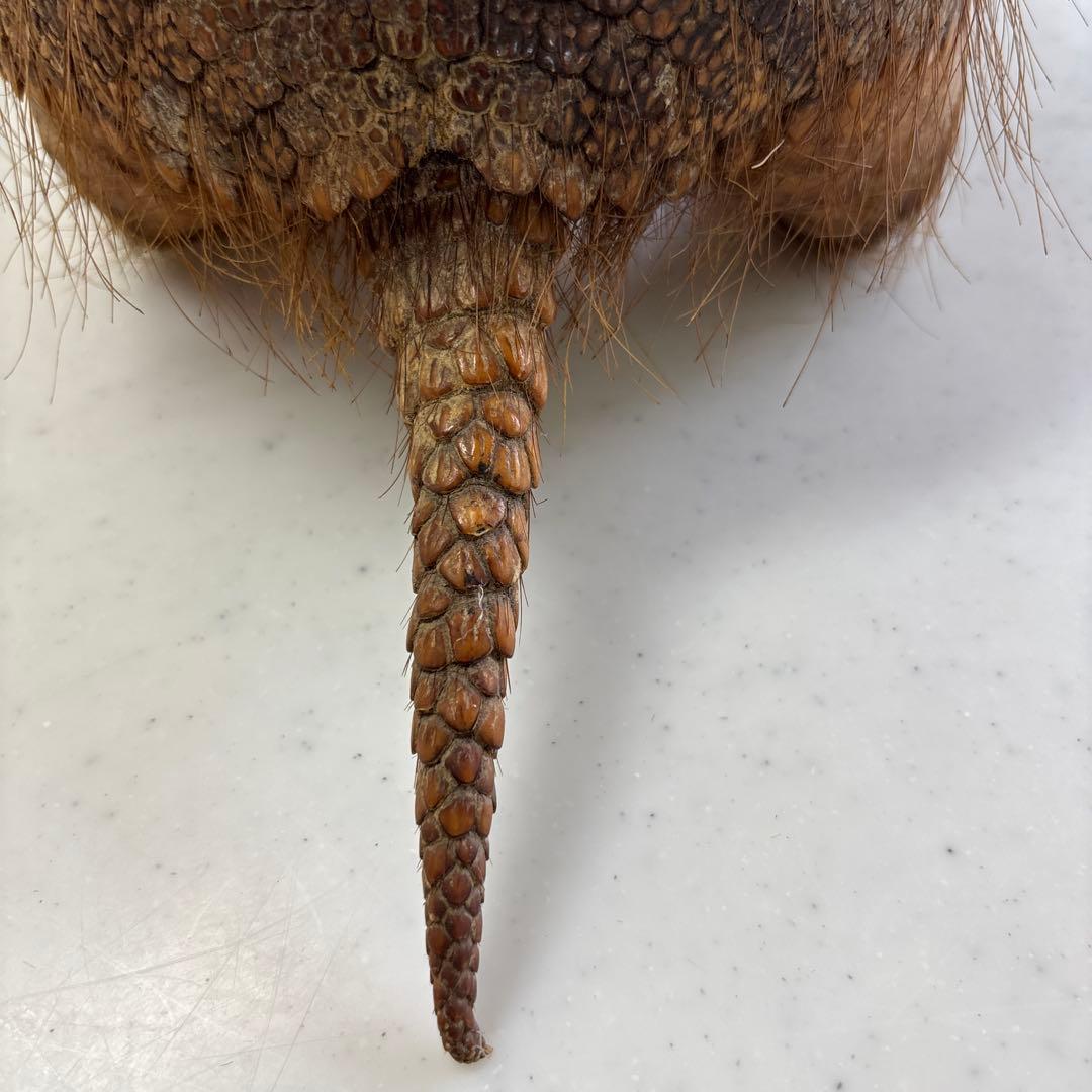 アルマジロ剥製