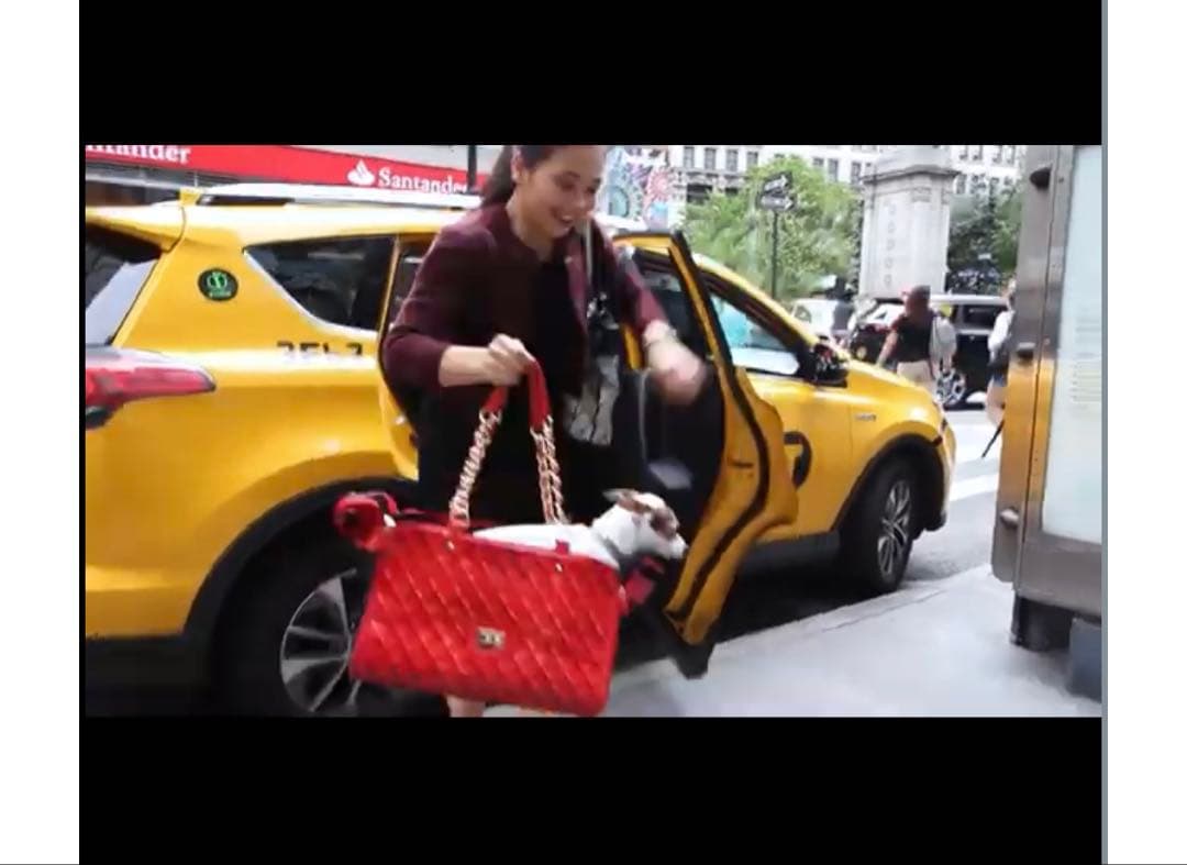 最終値下げ　ペットキャリーバッグ　キャスター付き　完売品