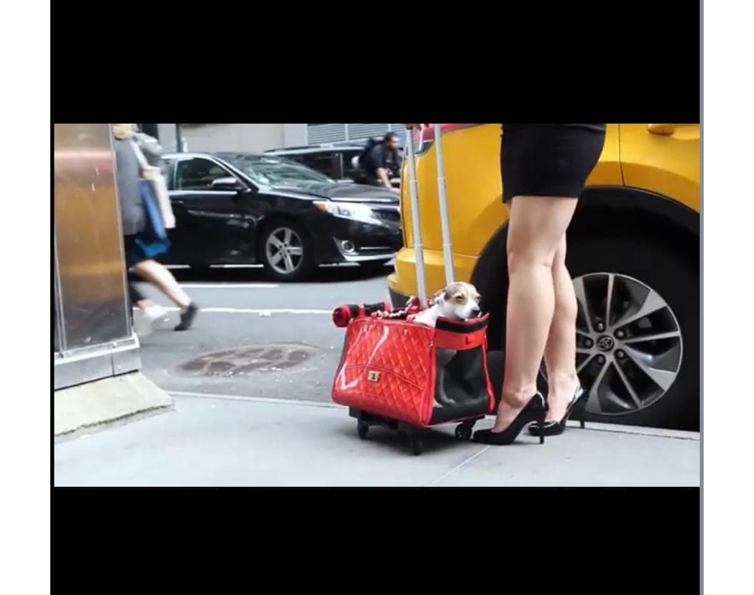 最終値下げ　ペットキャリーバッグ　キャスター付き　完売品