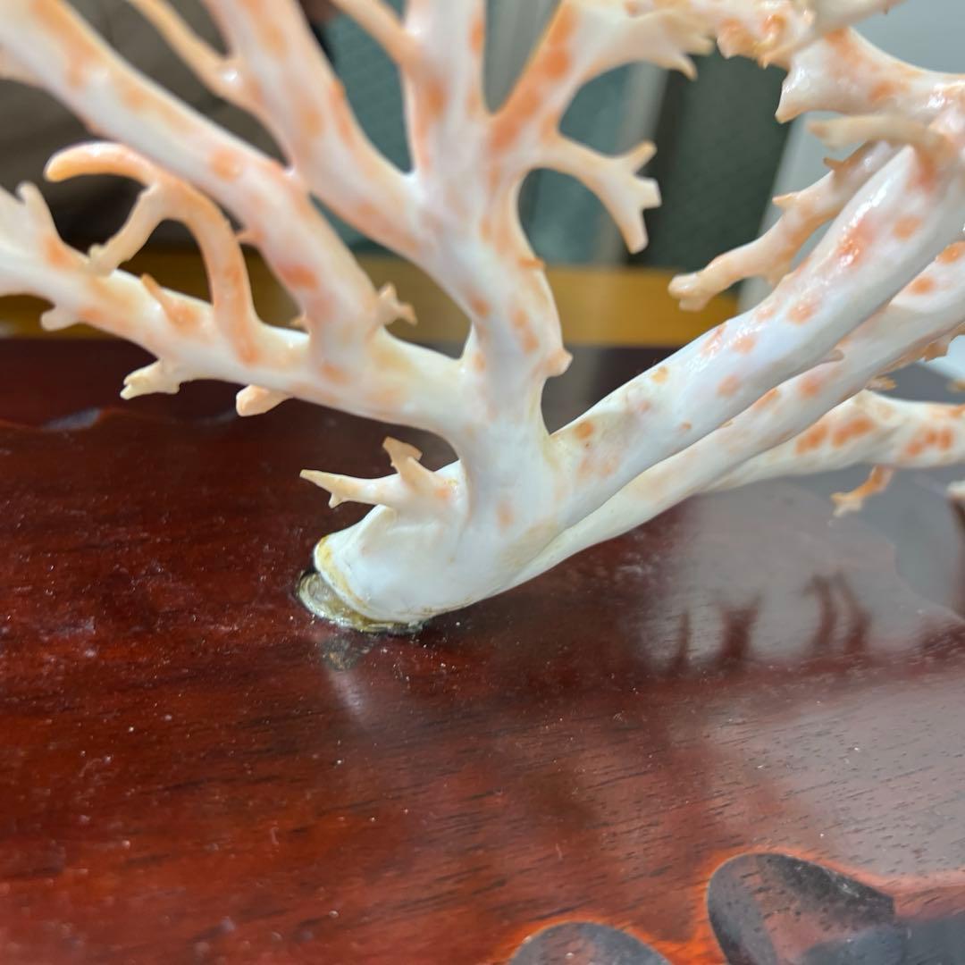 本桃色特大珊瑚　ケース付　東Y8-0129①トコニ