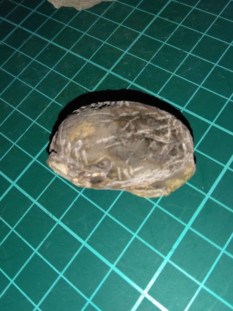 北海道三笠市産　甲殻類化石　蟹化石　海老？　化石　化石標本