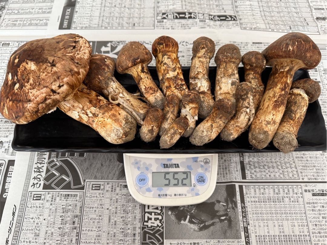 松茸　北海道産　訳あり　500g 送料込