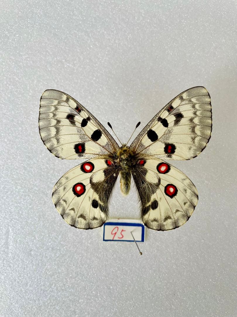 パルナシウス・ノミオン（1オス・北朝鮮）