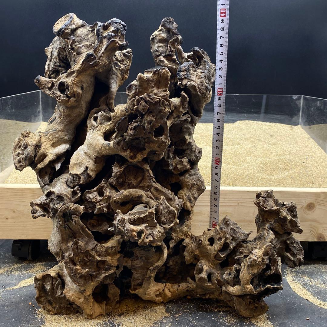 MJW-6617 ジンジャーウッド　天然流木　アクアリウム　爬虫類