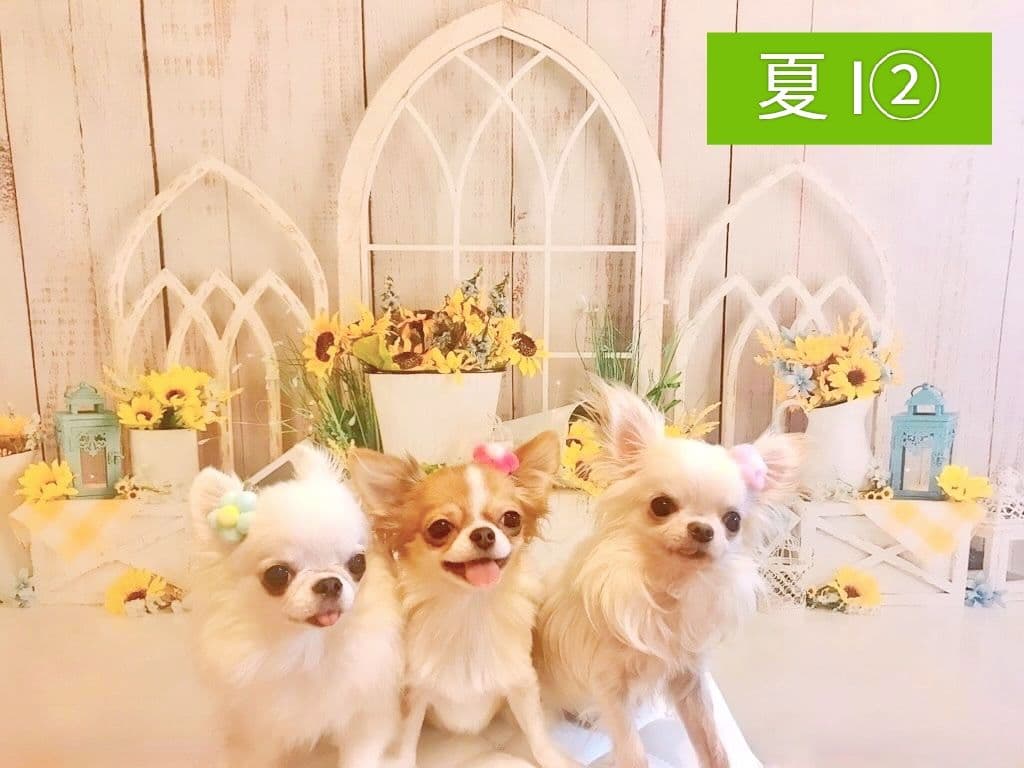 背景布×5+1　ペット撮影用フォトブース　トリミングチョーカー販売中　薔薇　梅雨