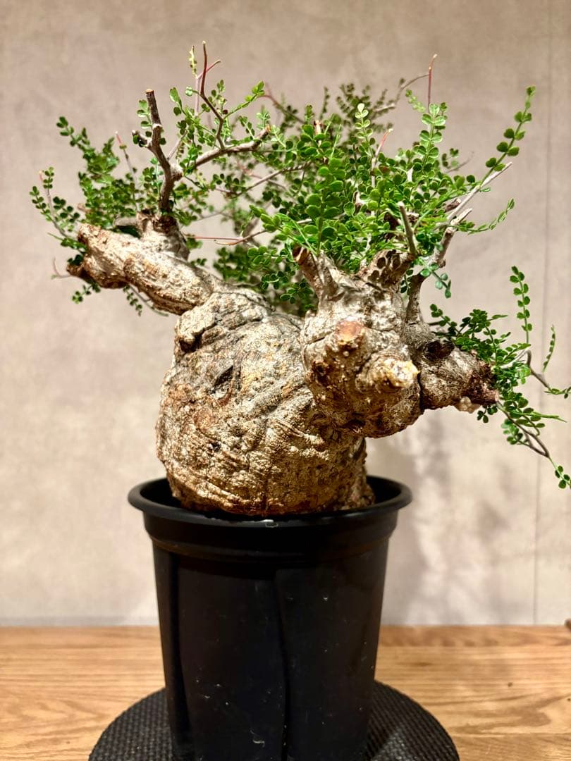 【希少樹形】パキプス／左右均等丸型・発根済み　みやび鉢