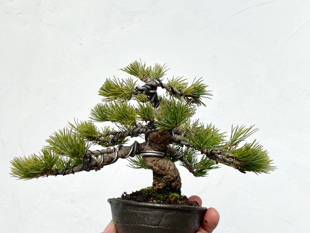三河盆栽　石鎚五葉松　盆栽　イシヅチゴヨウマツ　十王堂　松泉　鉢　小品盆栽