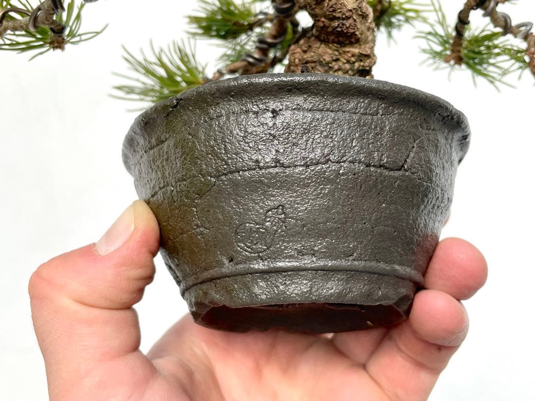 三河盆栽　石鎚五葉松　盆栽　イシヅチゴヨウマツ　十王堂　松泉　鉢　小品盆栽