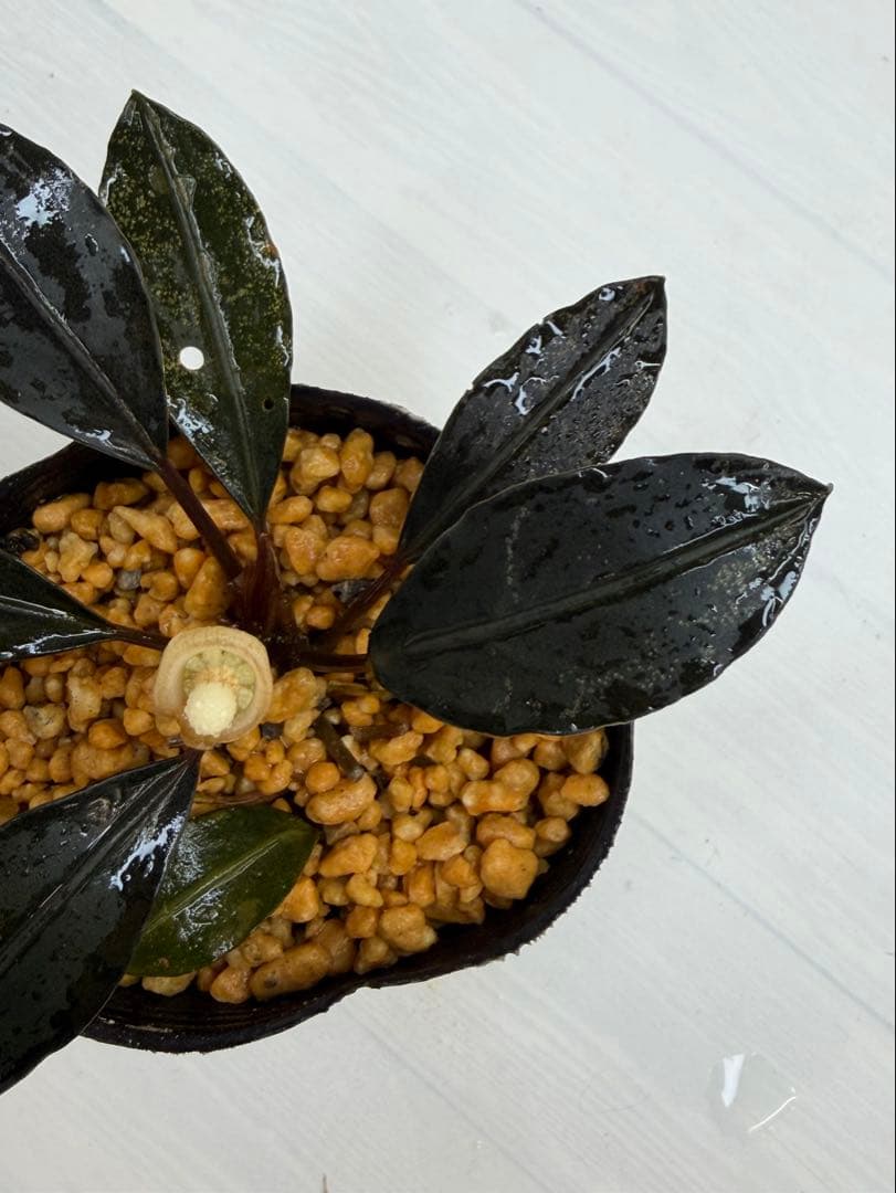 ひ*ス様 ⭐︎ブセファランドラ モトレィアーナ黒青丸葉絶品個体　パダワン　根伏せ