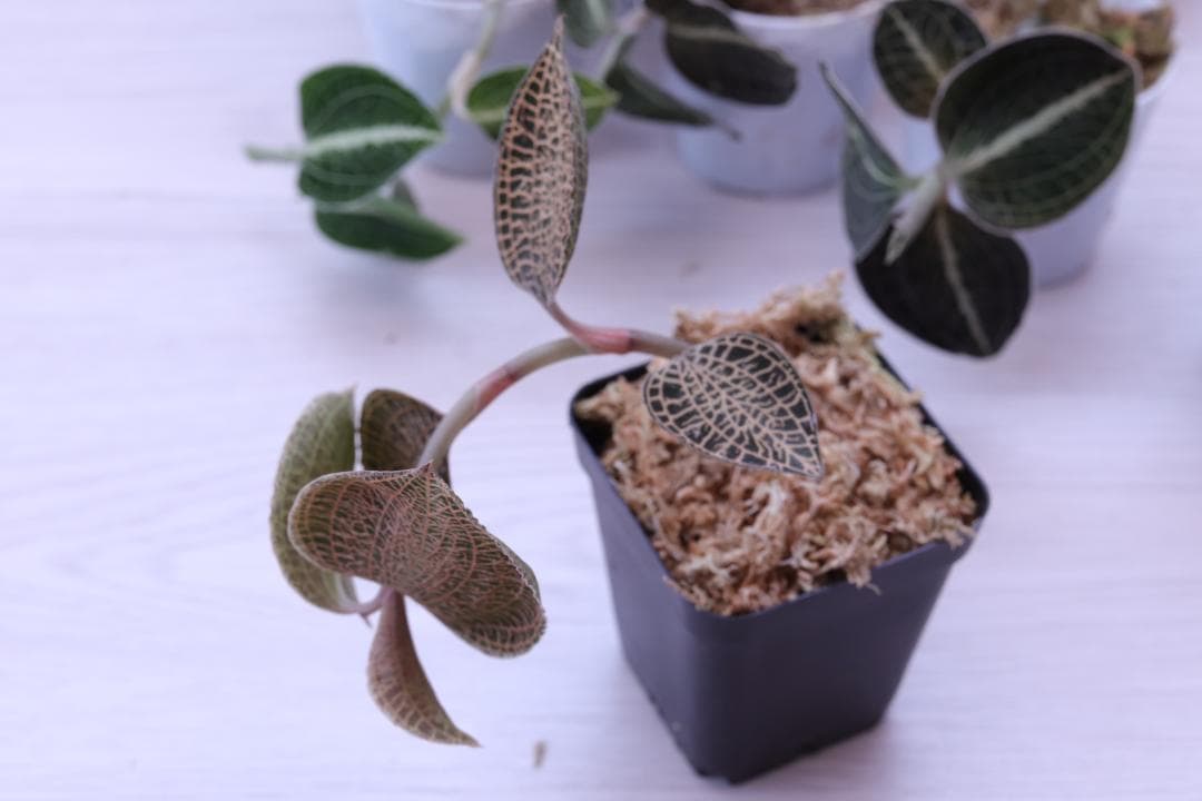 【まとめ売り 11株】アネクトキルス ロクスバーギー３種