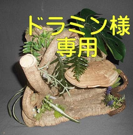 棚キノコ 付コルクシェルターM　※ドラミン