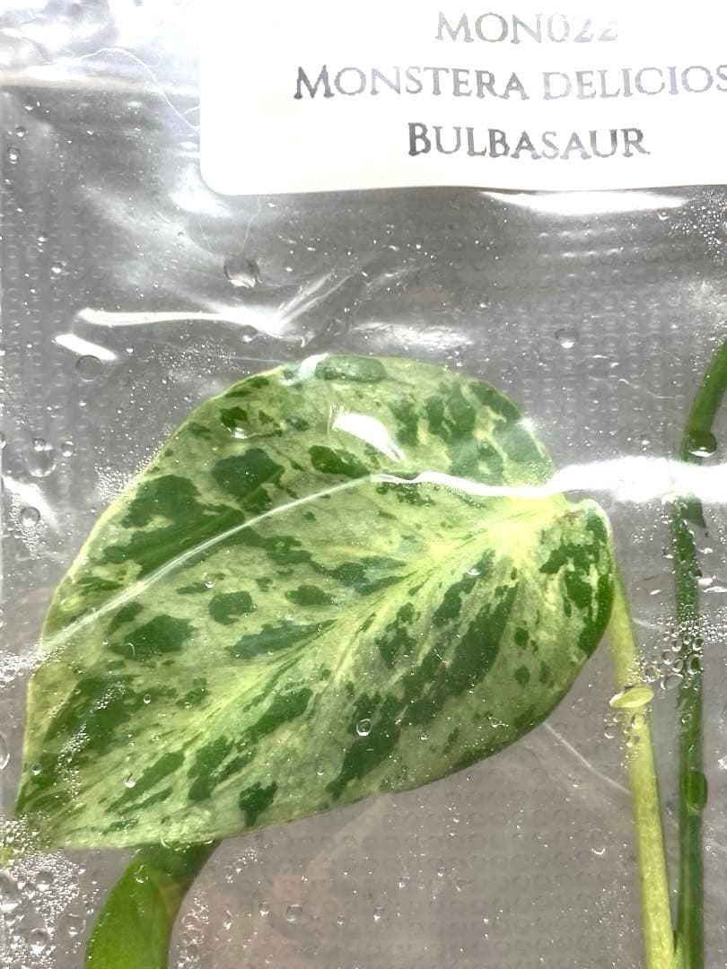 V*a様 【セール‼️】モンステラ　デリシオーサ　バルバソー　フシギダネ/ベトシ
