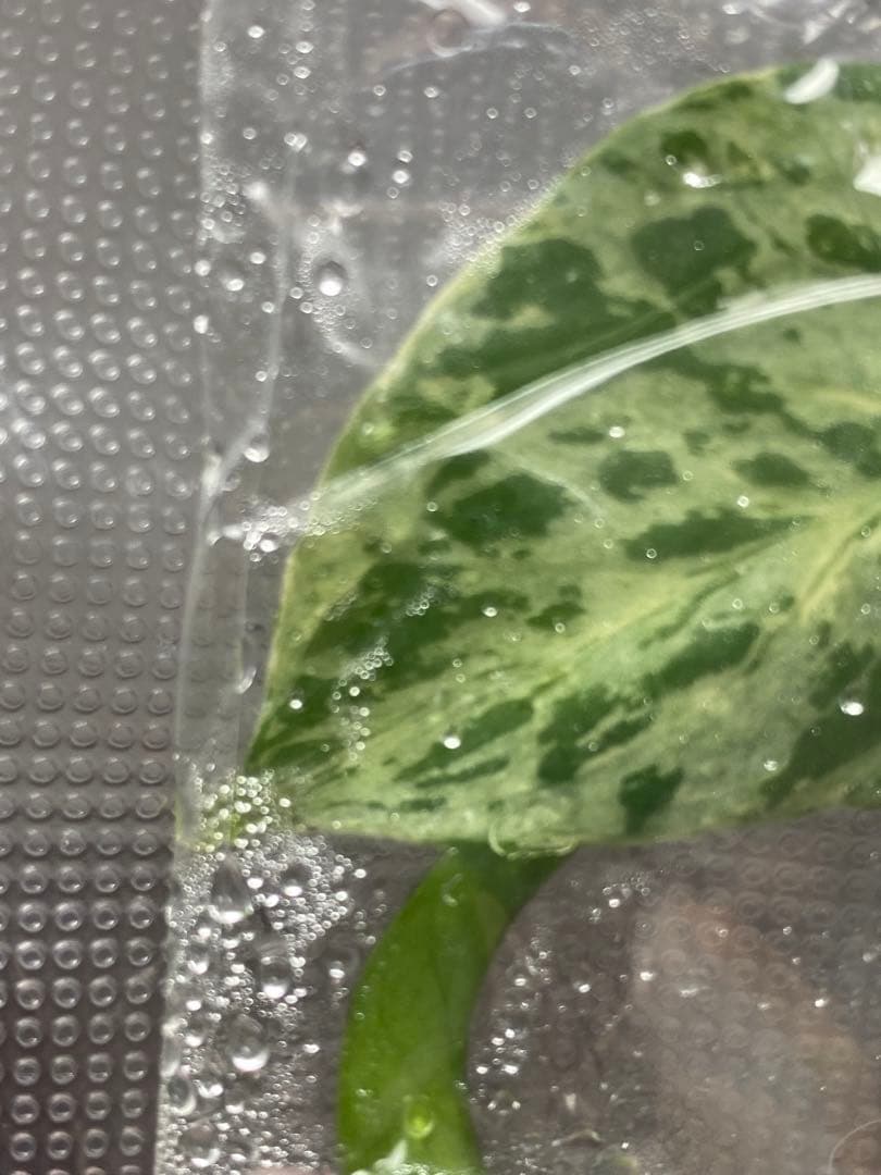 V*a様 【セール‼️】モンステラ　デリシオーサ　バルバソー　フシギダネ/ベトシ