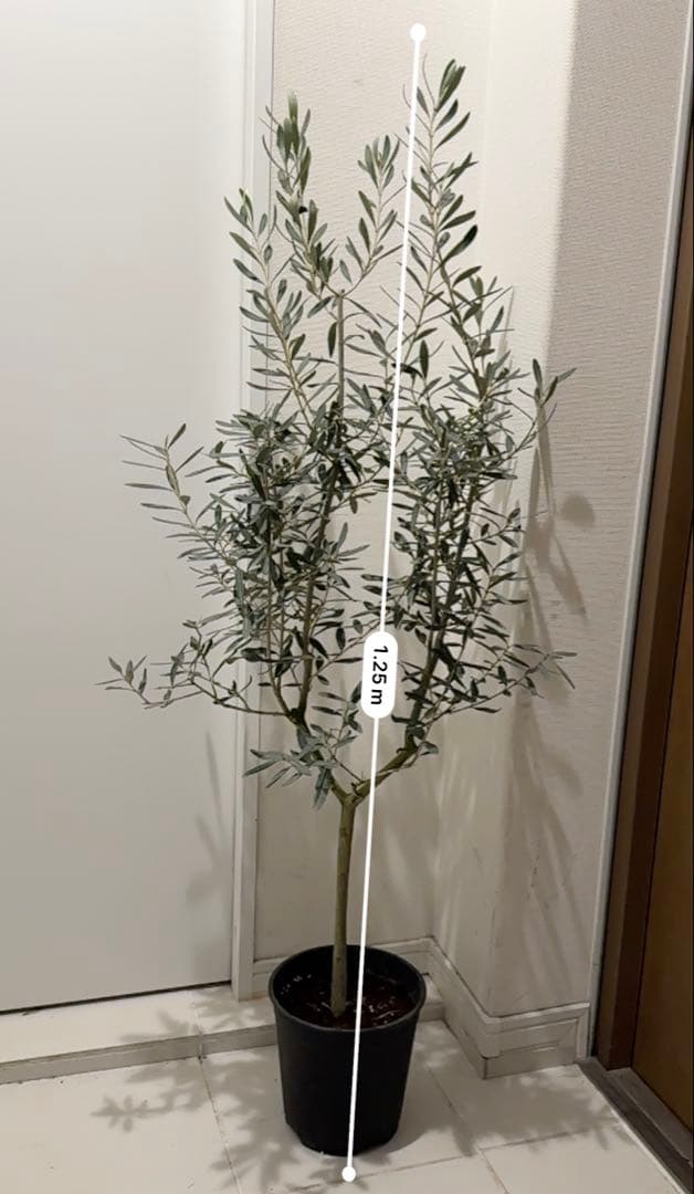 【オリーブ】特大 7号 高さ120cm 鉢ごと発送 送料込み