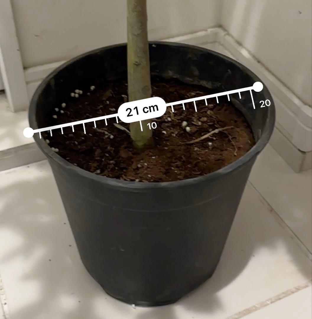 【オリーブ】特大 7号 高さ120cm 鉢ごと発送 送料込み