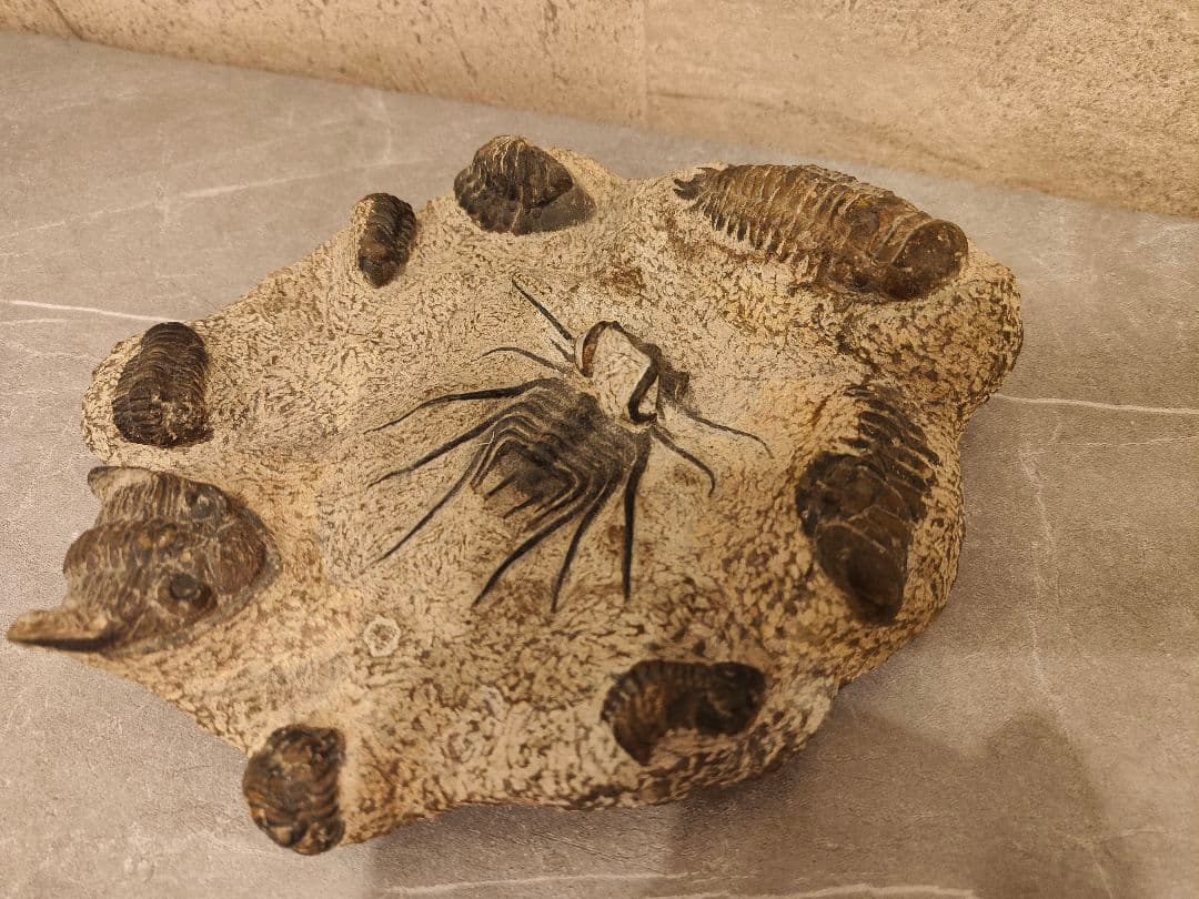 【博物館級・一点物】複数個体が集積した大型 三葉虫の化石 圧倒的存在感