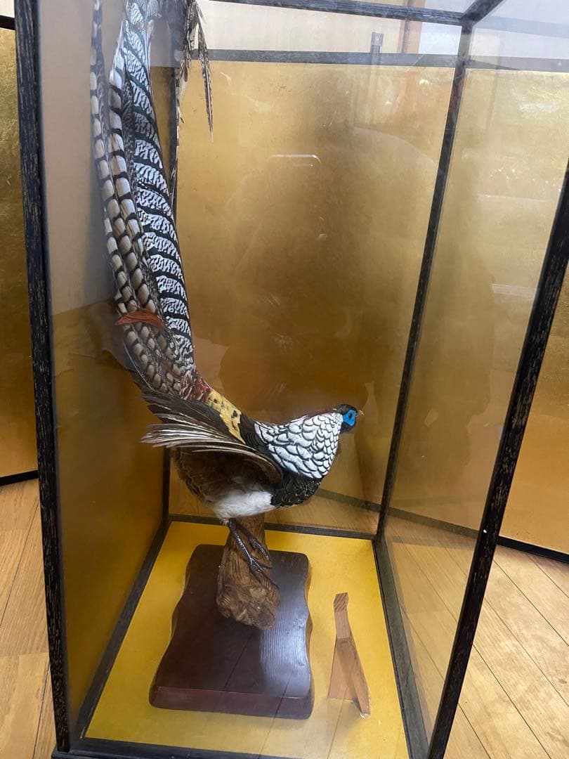 銀鶏鳥‼️美品‼️剥製‼️希少‼️高級品‼️ガラスケース付き‼️激安破壊出品‼️送料無料‼️