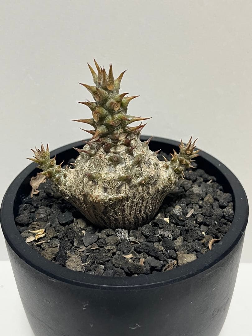 パキポディウム　ウィンゾリー　実生