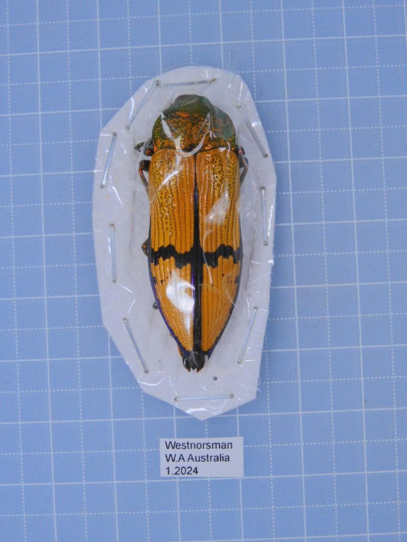 標本 Australia Themognatha chevrolati 40mm