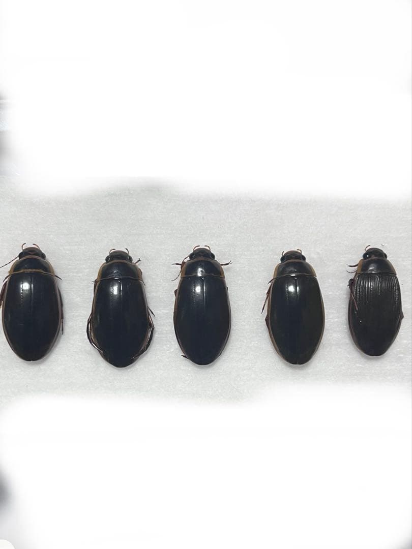 北海道産　ゲンゴロウモドキ　3♂２♀