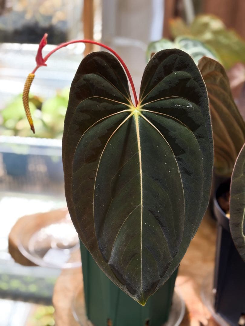 その他観葉植物 Anthurium papillilaminum