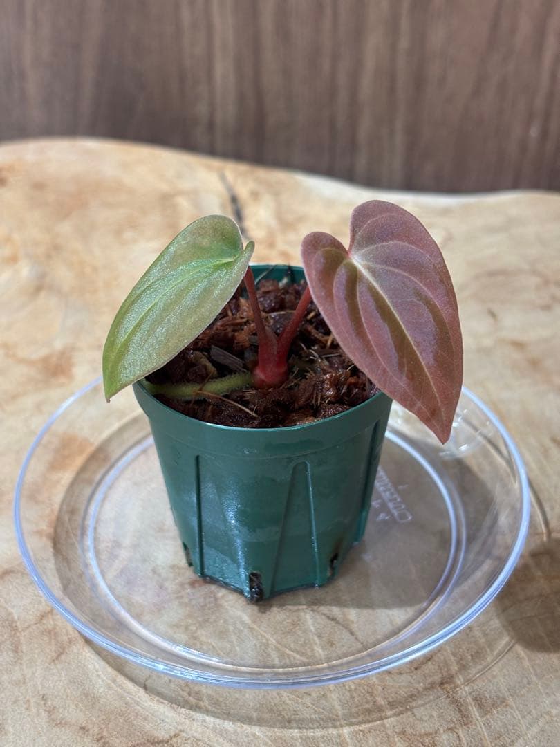 その他観葉植物 Anthurium papillilaminum