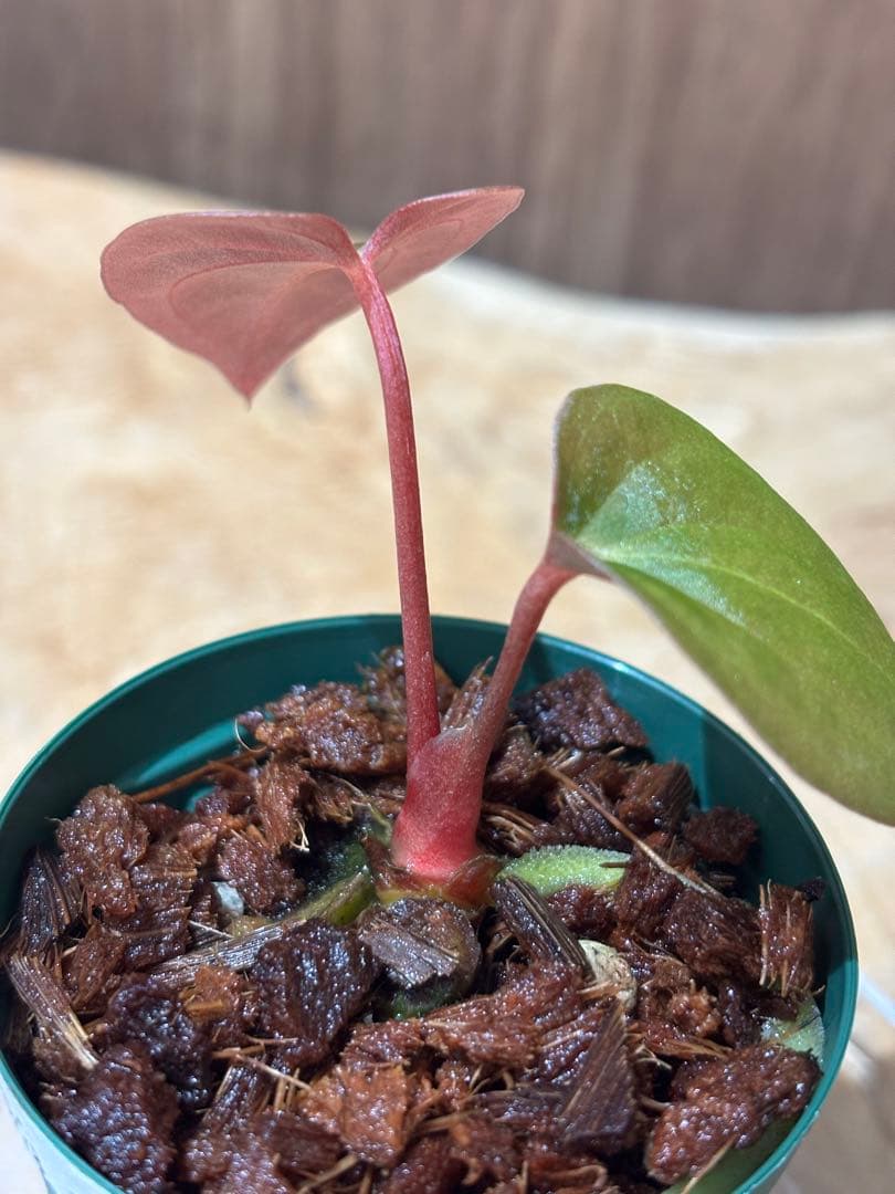 その他観葉植物 Anthurium papillilaminum