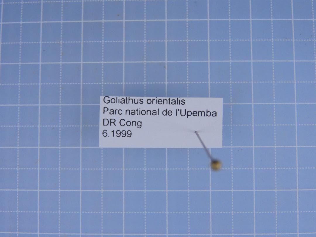 標本 Congo Goliathus orientalis 88mm black
