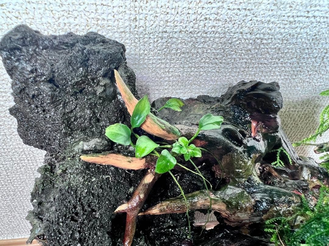 流木盆栽付き石　南米ウィローモス　アヌビアス　水槽アクアリウム mini盆栽流木
