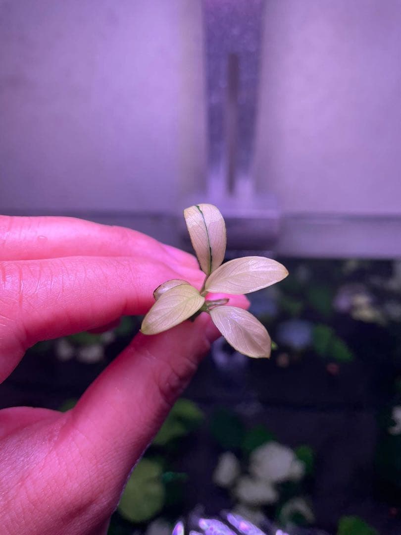 Anubias Panda Congensis(斑入りパンダアヌビアス )