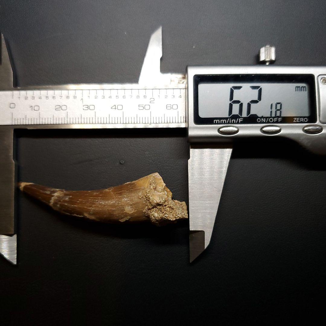 プレシオサウルス 化石 歯 モロッコ産 62.08mm ケース付き pr146