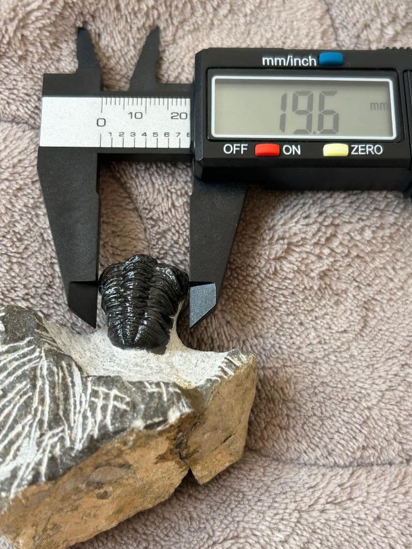 三葉虫モロッコ産⑨ファコプスPhacopsリードプスReedops？化石デボン紀