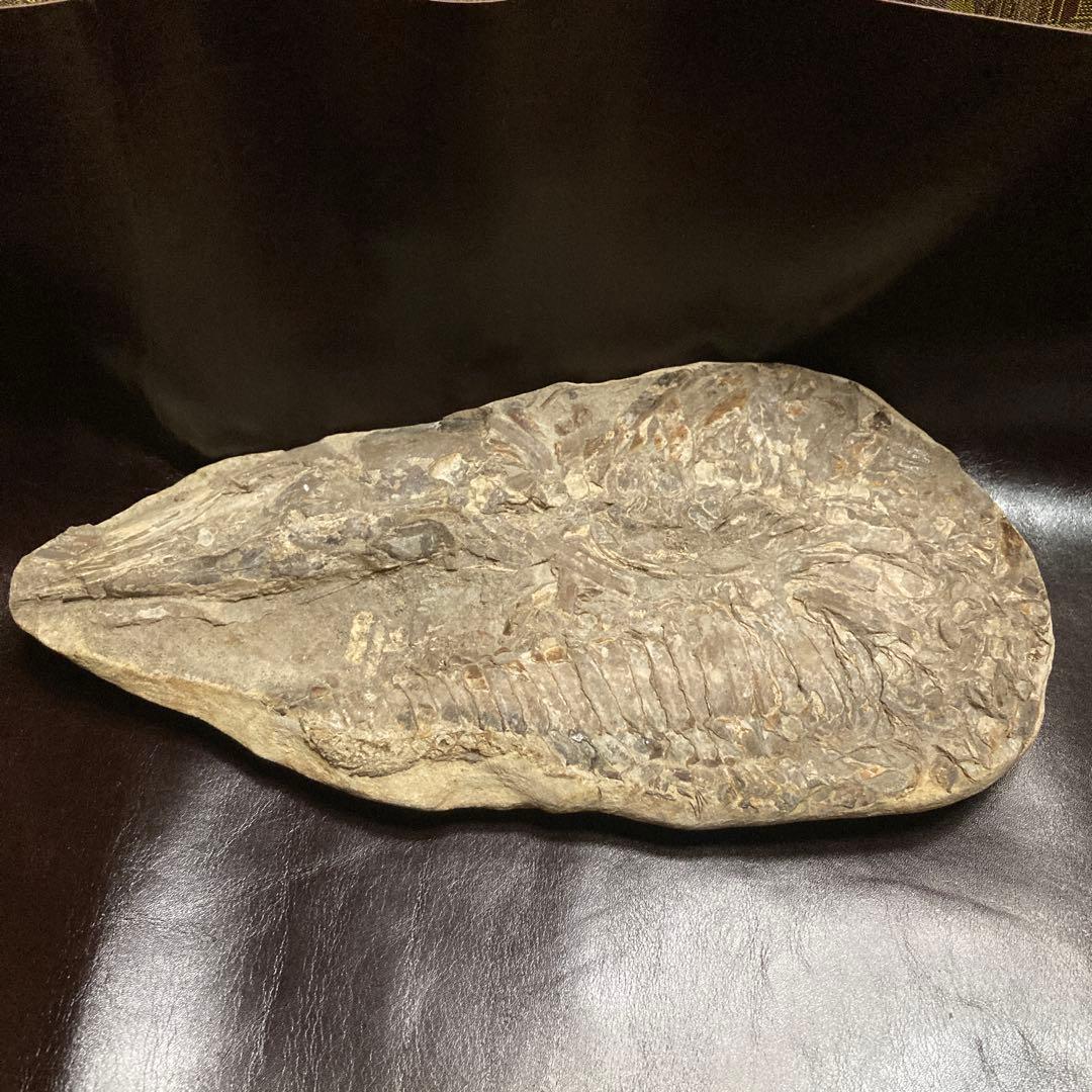 魚の化石ベロリオゾンテ　ミナスジェライス州ブラジル産12.5×25×3.5cm