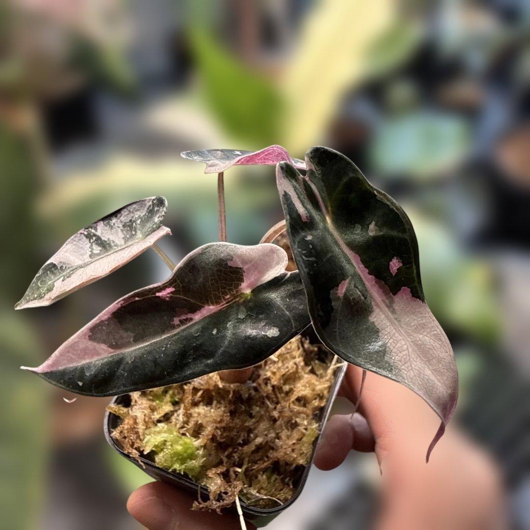 テ*ー様 格安 アロカシア バンビーノ ピンク 選抜株