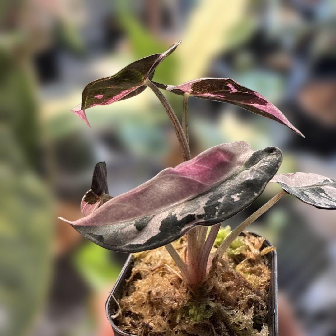 テ*ー様 格安 アロカシア バンビーノ ピンク 選抜株