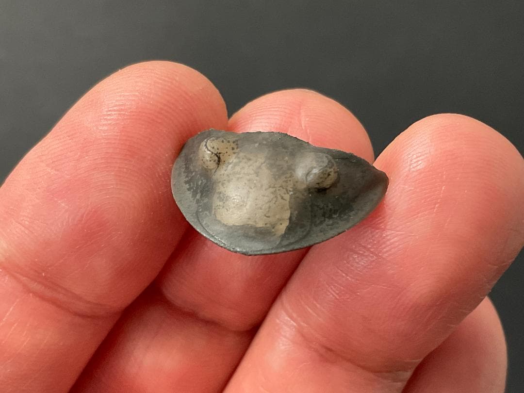 三葉虫 [TB70] イソテルス 防御態勢