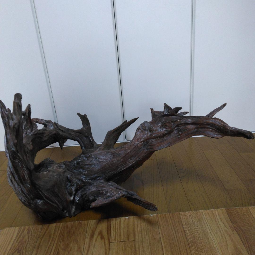 1379 木の根 切株 竜 龍 Dragon