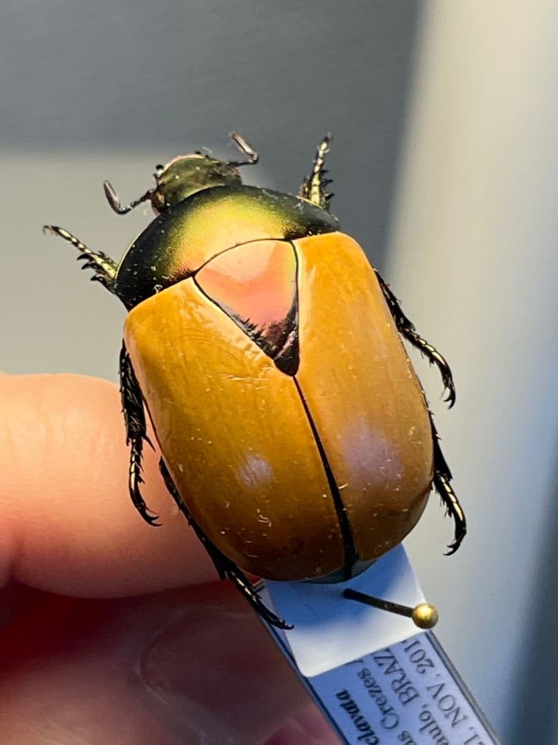 【28mm】クラバータカメノコブイブイ プラチナコガネ 昆虫標本 コガネムシ