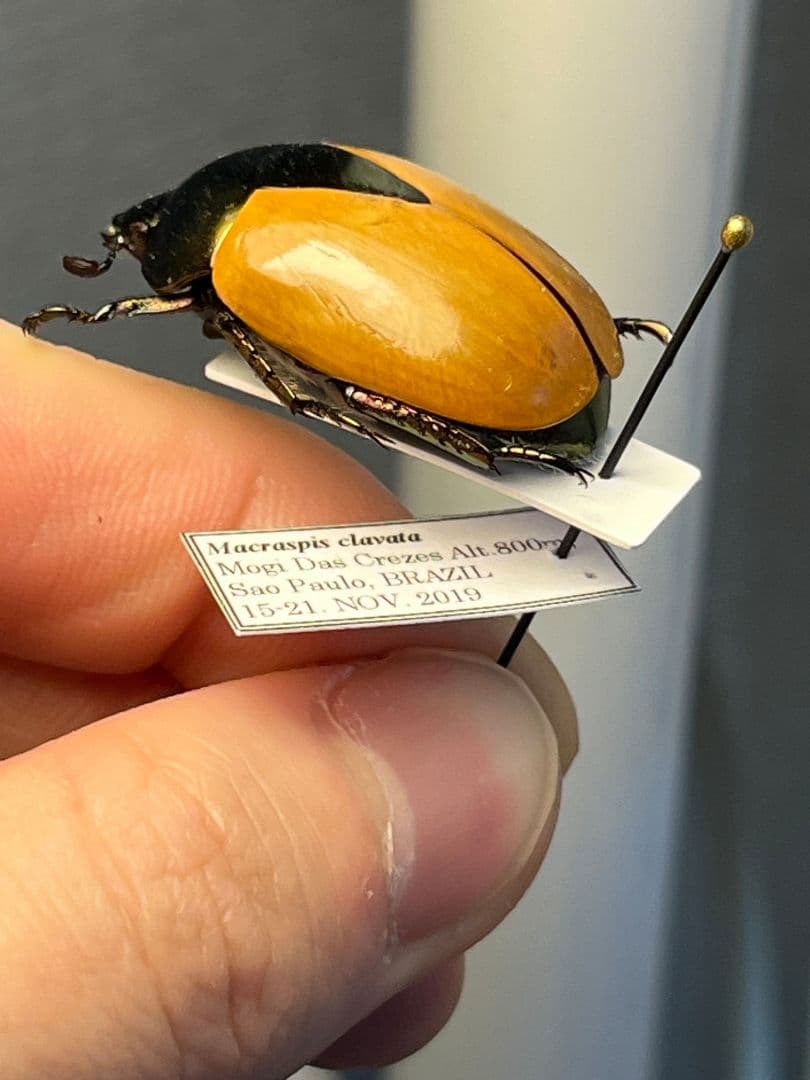 【28mm】クラバータカメノコブイブイ プラチナコガネ 昆虫標本 コガネムシ