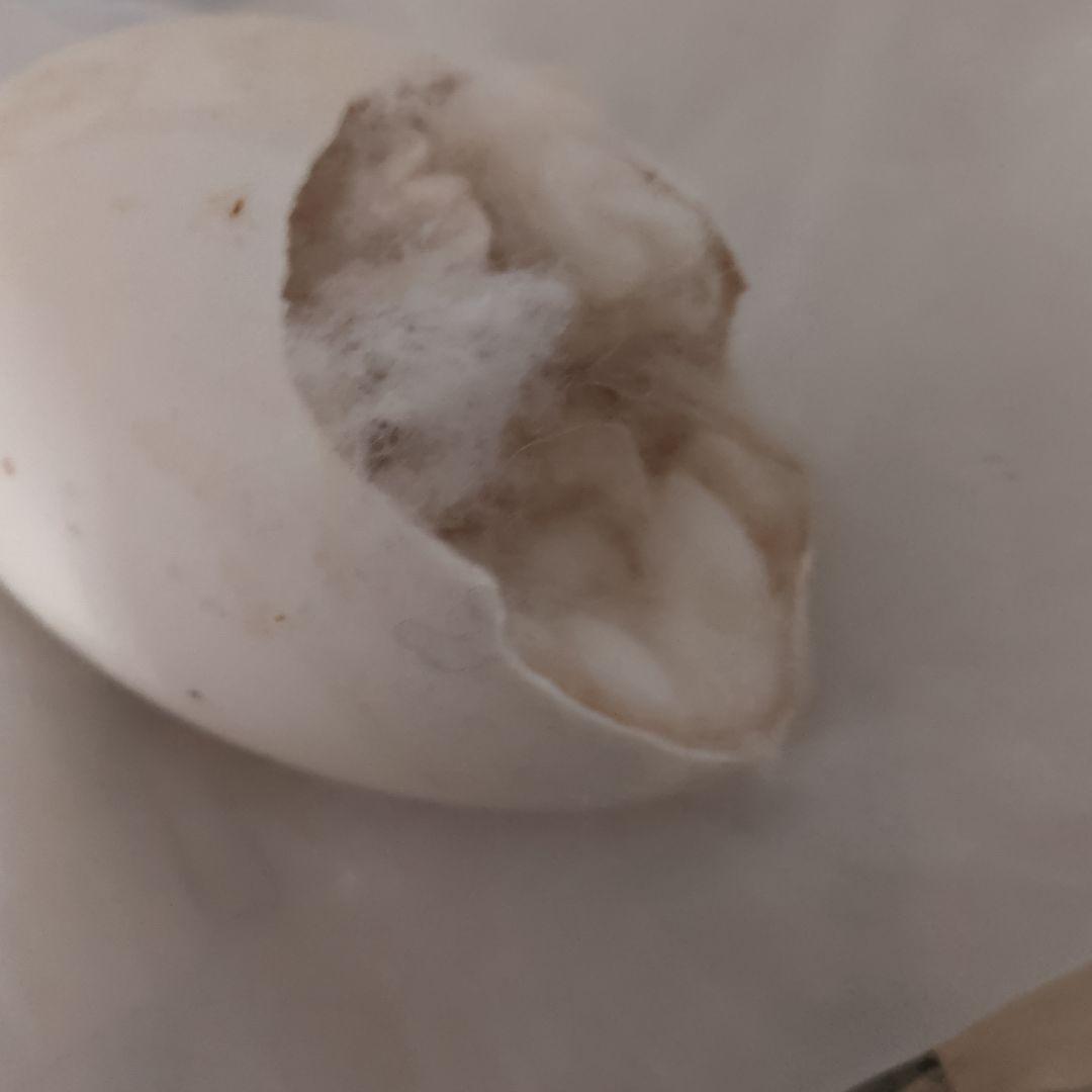 フランスアンティーク　イースターバニー