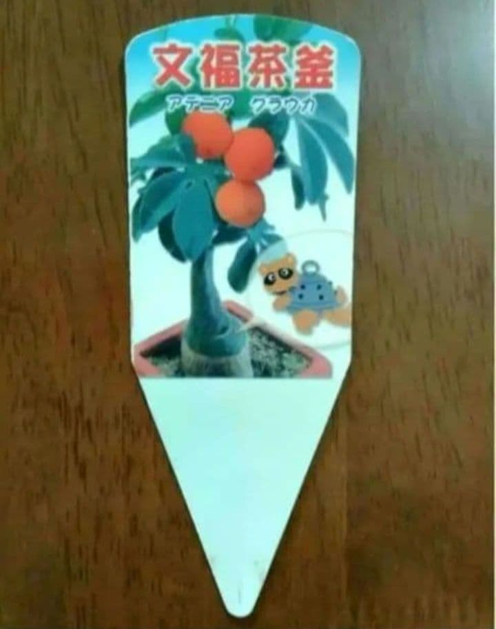 【専用】アデニア グラウカ 塊根植物 名札付き