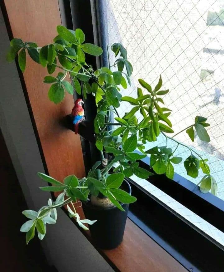 【専用】アデニア グラウカ 塊根植物 名札付き