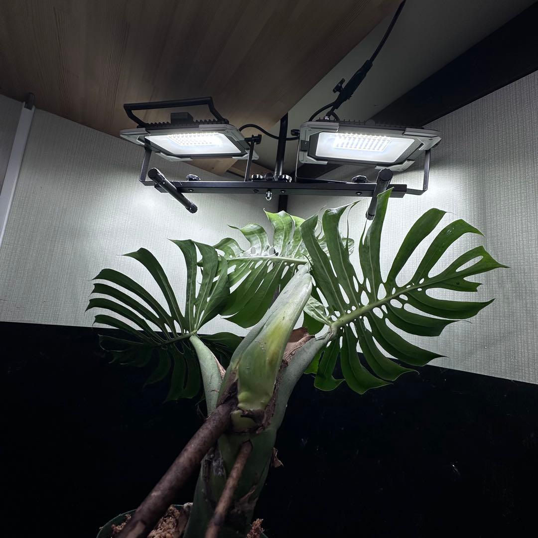 ナ*ル様 モンステラデリシオーサマクロコズム超希少系統鉢植え74㎝