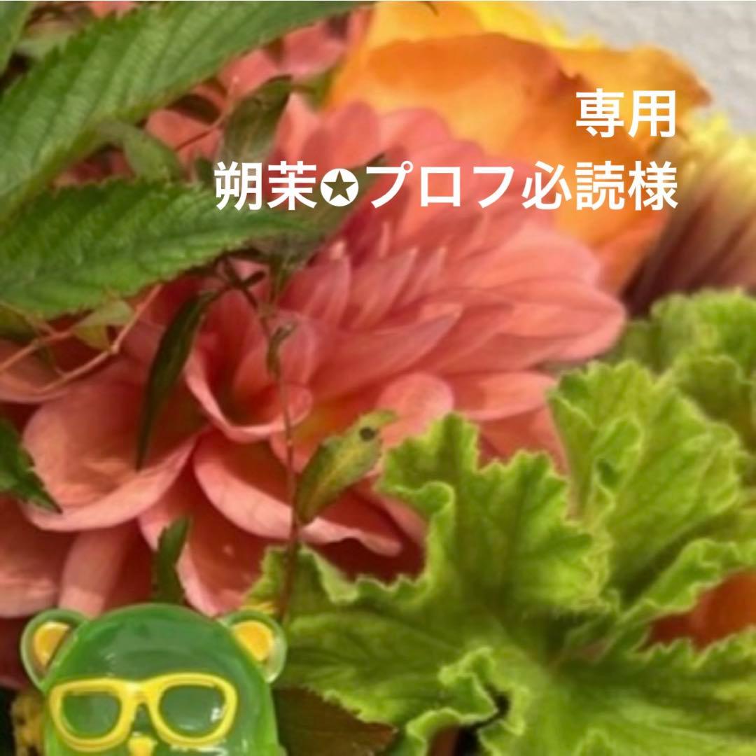 専用ページ 朔茉✪プロフ必読様