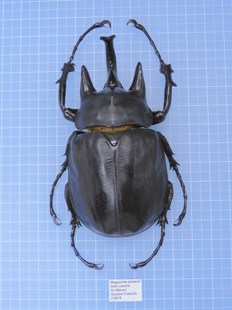 フレンチギアナ産　アクタエオンゾウカブト　99mm