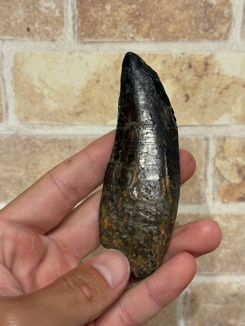 漆黒のカルカロドントサウルスの歯　化石　恐竜　ティラノサウルス