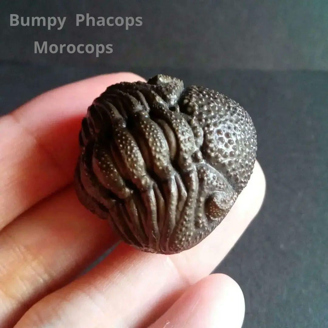 化石標本　三葉虫　希少種　スピニファー　特大