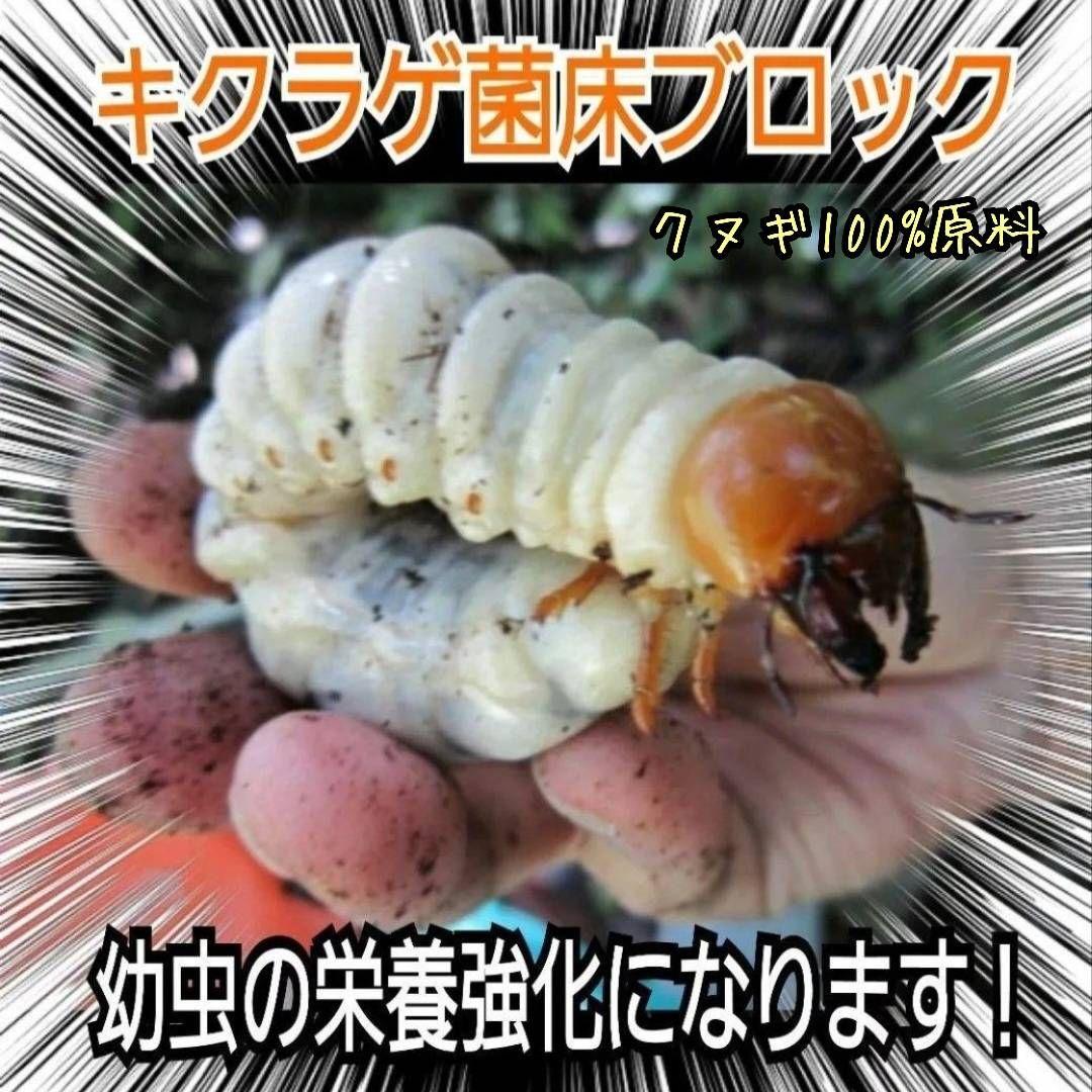 カブトムシ幼虫の栄養強化に抜群！マットに埋めるだけ！キクラゲ菌床ブロック　25個